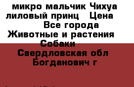 микро мальчик Чихуа лиловый принц › Цена ­ 90 - Все города Животные и растения » Собаки   . Свердловская обл.,Богданович г.